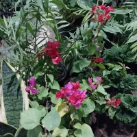 گل شفلر ۱۰۰