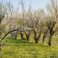 ویلا باغ روستای چماچاه متراژ کل ۳۴۰۰ دوبلکس|اجارهٔ کوتاه‌مدت ویلا و باغ|رشت, بلوار گیلان|دیوار