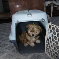 باکس سگ سایز مینی در حد نو ب فروش میرسد|لوازم جانبی حیوانات|پاکدشت, حصار امیر|دیوار