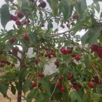باغ  ۵۲۰ متری روستای آقا بزرگی حد فاصل زردین نیر|فروش دفتر صنعتی، کشاورزی، تجاری|نیر (یزد), |دیوار