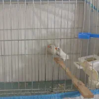 یک جفت فنچ مولد روی پنج تخم همراه قفس بزرگ