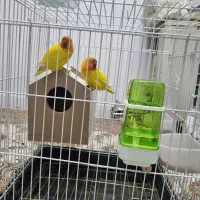 طوطی برزیلی