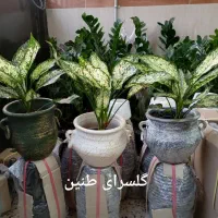 گل دیفن باخیا بهترین هدیه روز مادر|گل و گیاه طبیعی|مشهد, تلگرد|دیوار