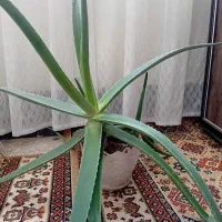 آلوئه‌ورا|گل و گیاه طبیعی|قم, شاه ابراهیم|دیوار