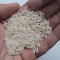 برنج هاشمی خالص و ارگانیک