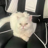 گربه پرشین ماده عقیم نشده