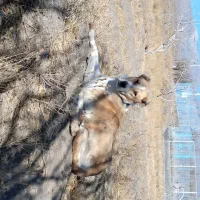 سگ گلگی فروشی و معاوضه