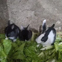 خرگوش خانگی درجه|موش و خرگوش|مهاباد (آذربایجان غربی), |دیوار