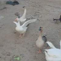 غوغاز تخم گذار