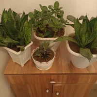 گل سانسوریا قاشقی و هاورتیا