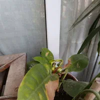 گل وگلدون|گل و گیاه طبیعی|مشهد, امیریه|دیوار