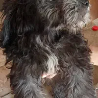 شیتزو تیلر|سگ|ورامین, ورامین|دیوار