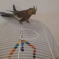 جوجه عروس هلندی|پرنده|قرچک, میرزائی جنوبی|دیوار