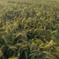 بذر گندم اوکراینی