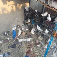 کبوتر|پرنده|سیرجان, |دیوار
