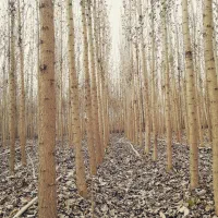 تولید نهال درجه یک در نهالستان غرب|خدمات باغبانی و درختکاری|آباده, |دیوار