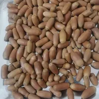 بلوط|گل و گیاه طبیعی|مشهد, کوی دروی|دیوار