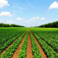 زمین کشاورزی همراه با آب قنات شریف آباد