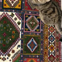 واگذاری گربه بریتیش چینچیلا|گربه|تهران, درکه|دیوار