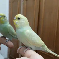 جوجه مرغ عشق و جفت مرغ عشق