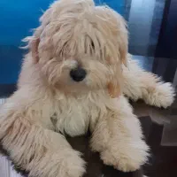 پودل مینیاتوری