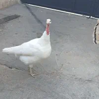 بوقلمون نر و ماده|حیوانات مزرعه|دزفول, |دیوار