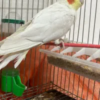 عروسی هلندی نر