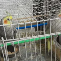 فروش یک جفت عروس هلندی