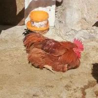 فروش خروس محلی