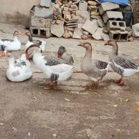 قو غاز دو رگه|حیوانات مزرعه|بروجرد, |دیوار