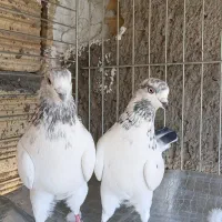 کفتر نر ماده.    ۴جفت     آماده|پرنده|کاشان, کارگر|دیوار