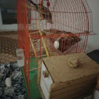 عروس هلندی|پرنده|پیرانشهر, |دیوار