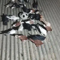 30عدد کفتر