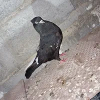 کفتر|پرنده|میناب, |دیوار