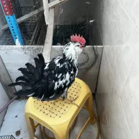 خروس گلین جوان