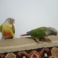 طوطی گرینچیک|پرنده|دزفول, |دیوار