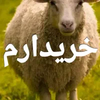 میش