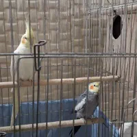 عروس هلندی مولد