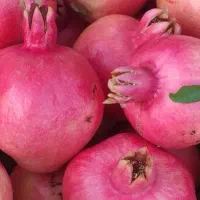 اجاره یا فروش محصول انار کوهمره|عمده‌فروشی|شیراز, میانرود|دیوار