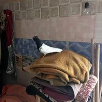 کبوتر‌فروشی|پرنده|گناباد, |دیوار