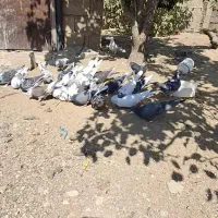 همه نوع کبوتر