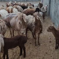 میش چینی|حیوانات مزرعه|تهران, افسریه|دیوار