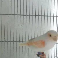 قناری موزاییکی و سوخته|پرنده|بهار, |دیوار