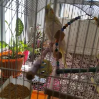 عروس هلندی همراه با قفس|پرنده|سنندج, |دیوار