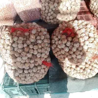 گردو خوب و روغنی  اونار واجه عمده وخورده