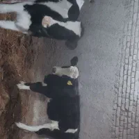 گوساله ماده تخک اصل