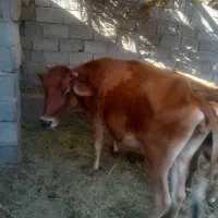 سلام فروش به قیمت مناسب