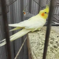 یک جفت عروس هلندی مولد|پرنده|تهران, باغ خزانه|دیوار