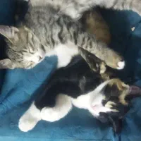 بچه‌گربه‌دو‌رگه‌پشمالو