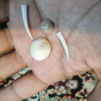 مهره اصل دریایی|کلکسیون اشیاء عتیقه|قم, کاسه گران|دیوار